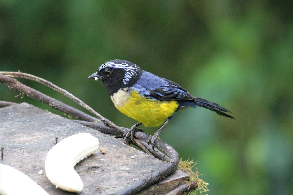 Buff-breasted Mountain Tanager - ML80766561