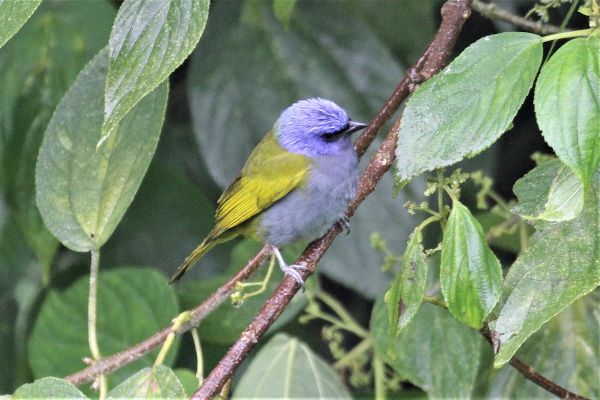Blue-capped Tanager - ML80766581