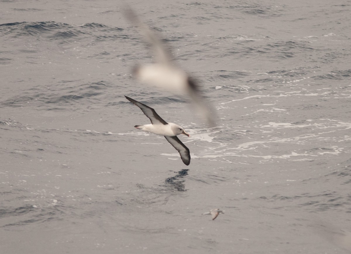 Gray-headed Albatross - Ken Wright