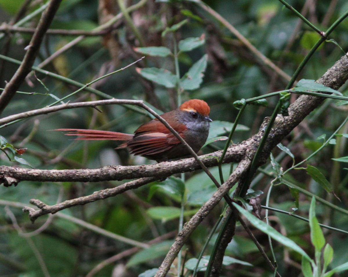 Rufous-capped Spinetail - ML80775041