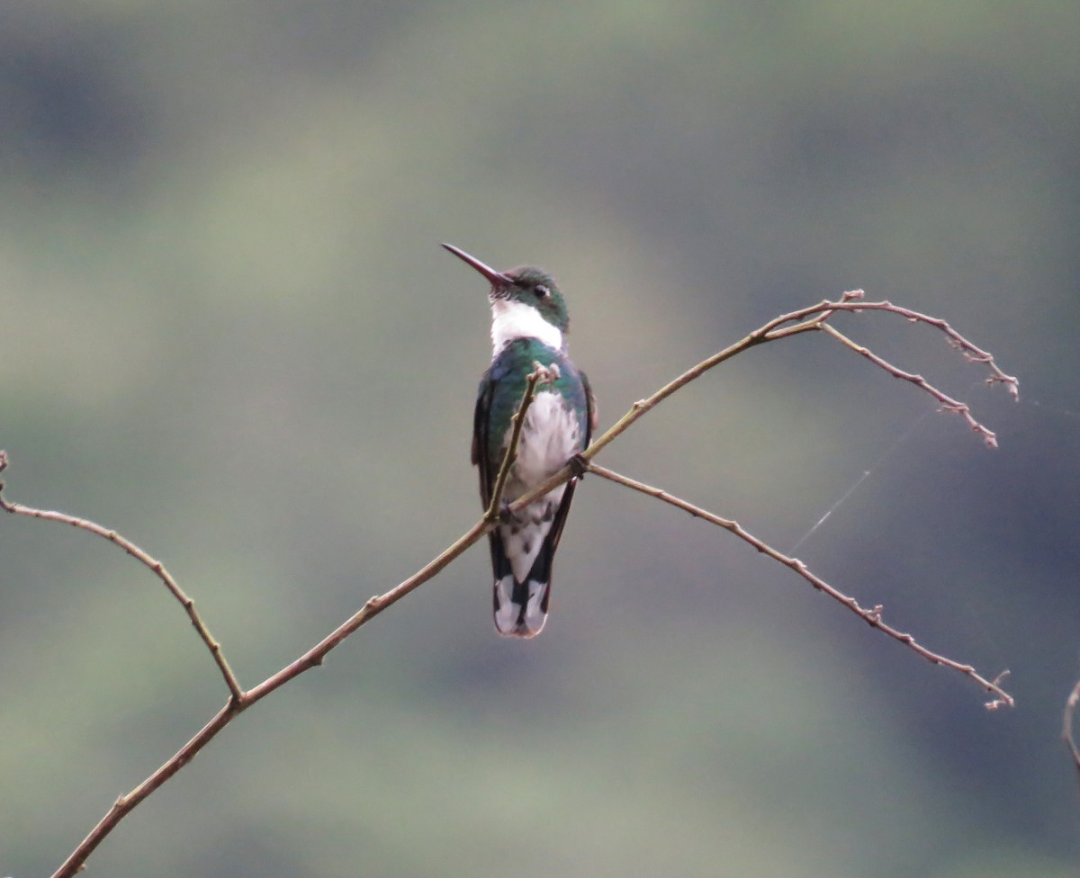 White-throated Hummingbird - ML80776261