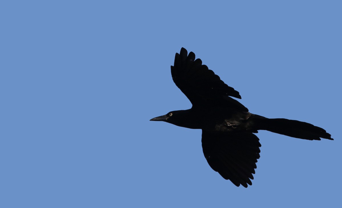 Great-tailed Grackle (Great-tailed) - ML80776361