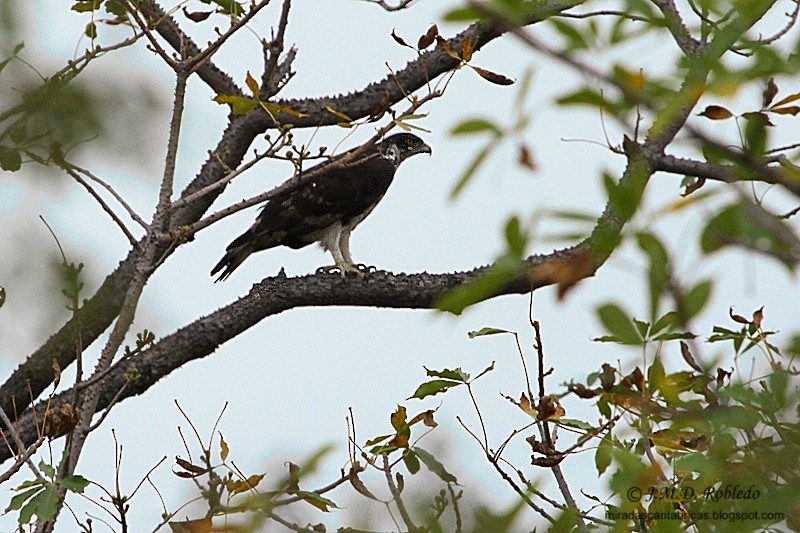 African Hawk-Eagle - Juan María Domínguez Robledo