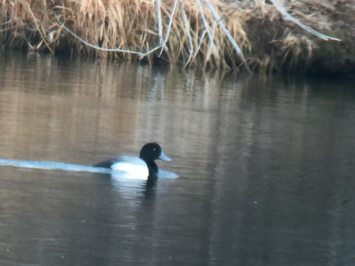 Greater Scaup - ML80778621