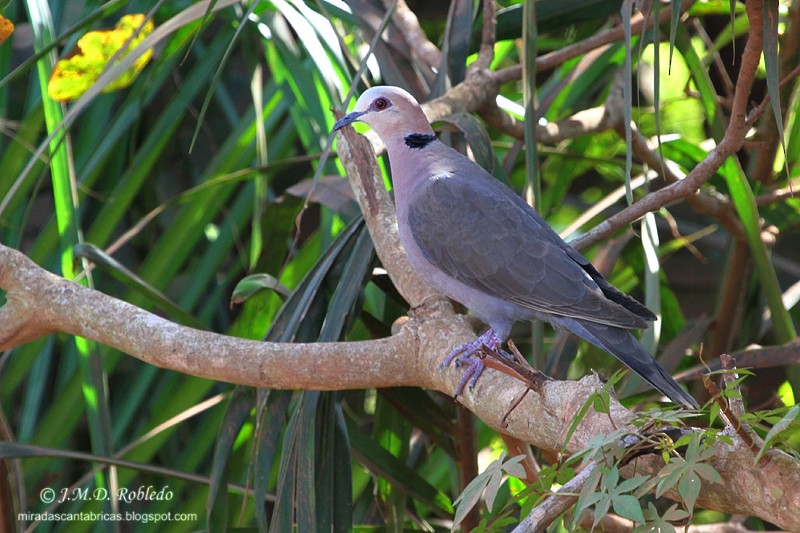 Red-eyed Dove - ML80780921