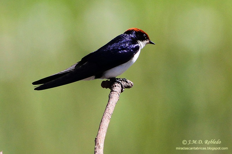 Wire-tailed Swallow - ML80781071