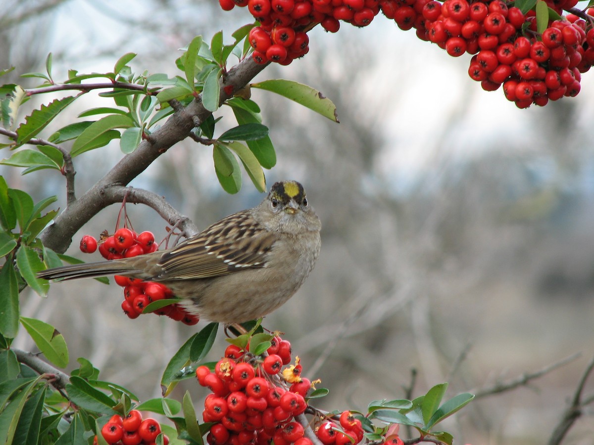Golden-crowned Sparrow - Michael Butler