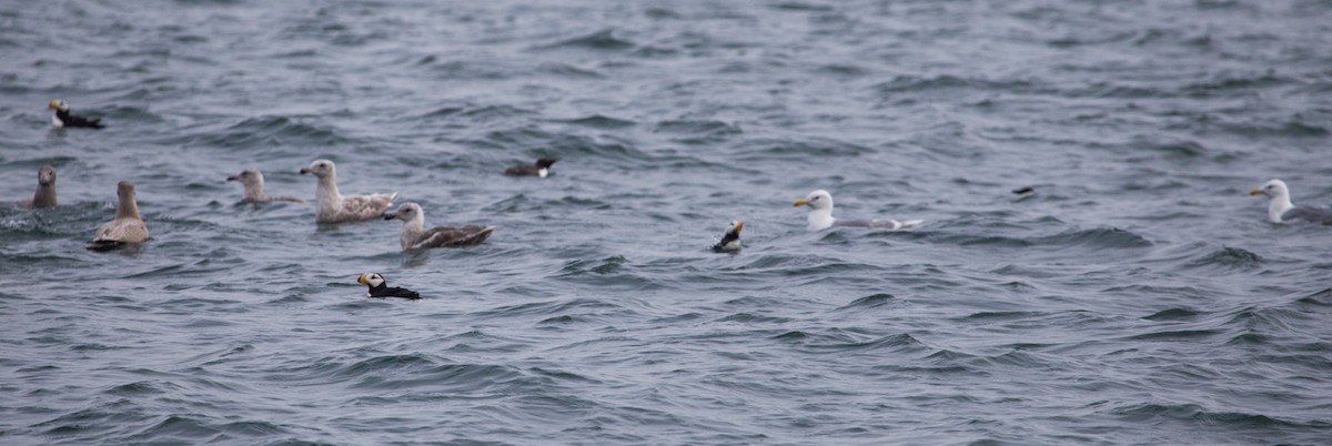 Horned Puffin - ML80786461
