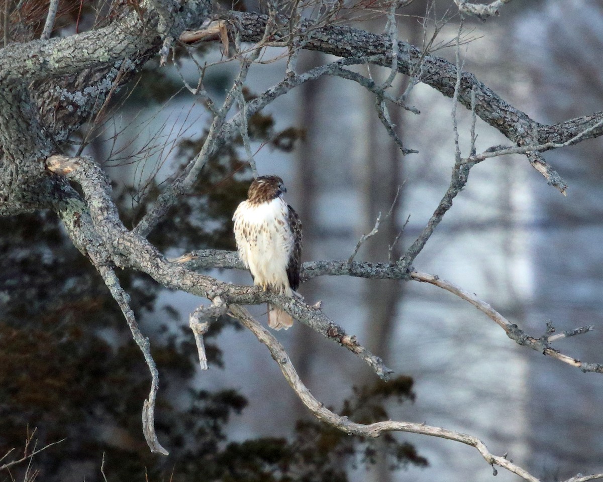 Red-tailed Hawk (borealis) - ML80793371