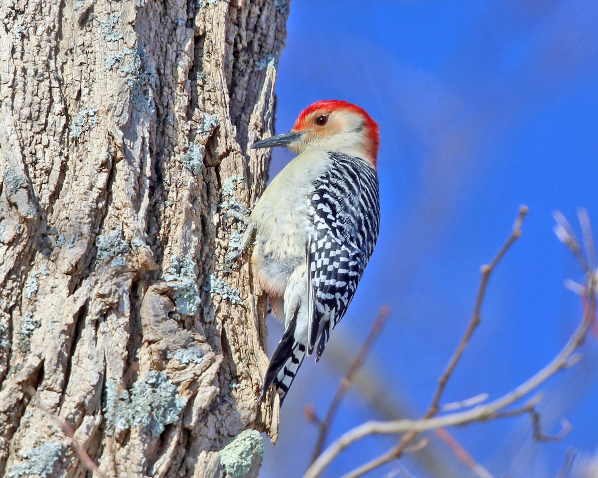 Red-bellied Woodpecker - Tom Murray