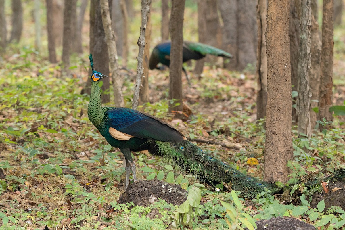 Green Peafowl - Ayuwat Jearwattanakanok