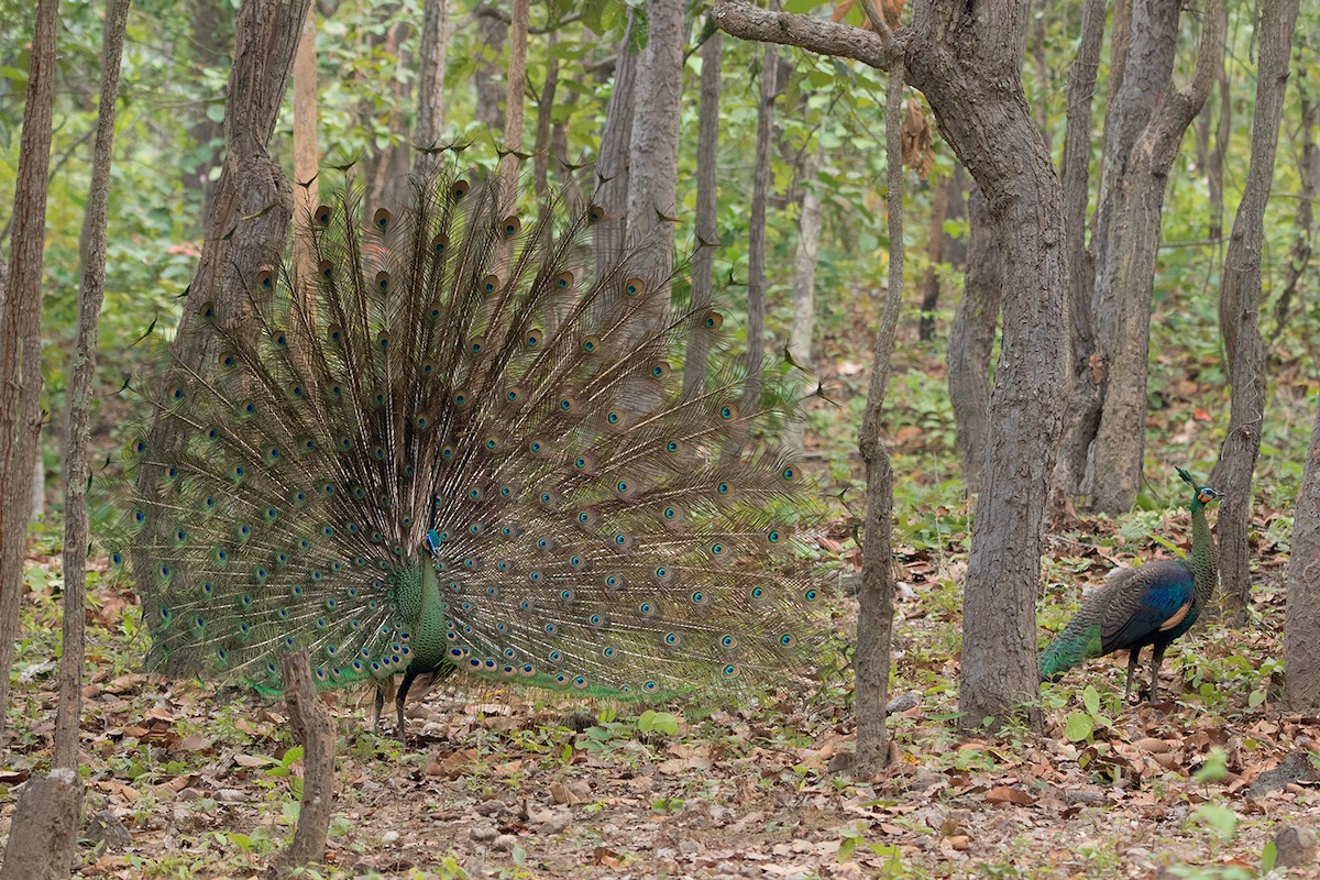 Green Peafowl - Ayuwat Jearwattanakanok