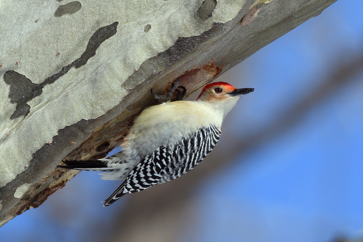 Red-bellied Woodpecker - ML80794601