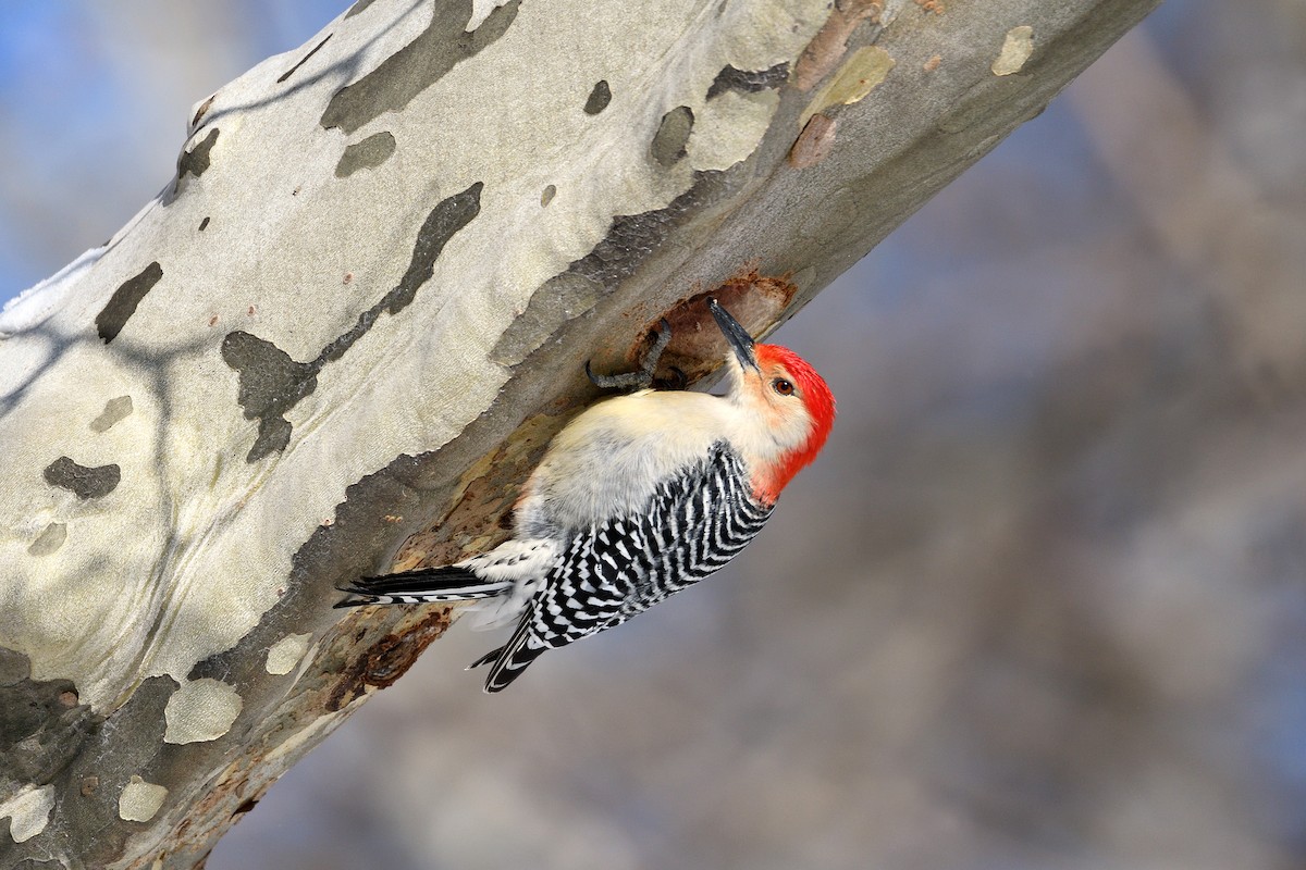 Red-bellied Woodpecker - terence zahner