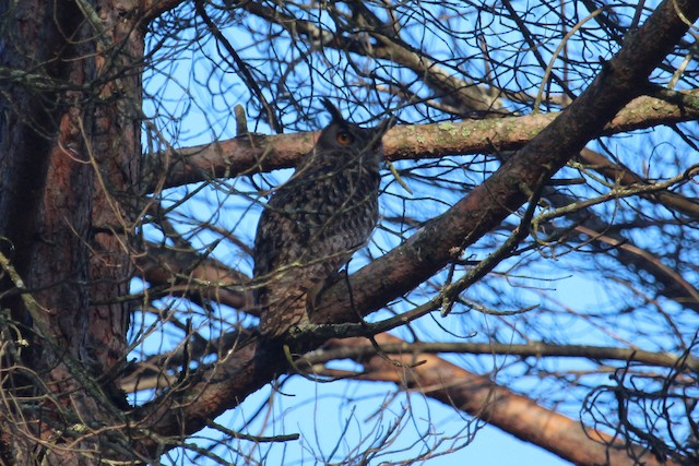 © Ricardo Brandao - Eurasian Eagle-Owl