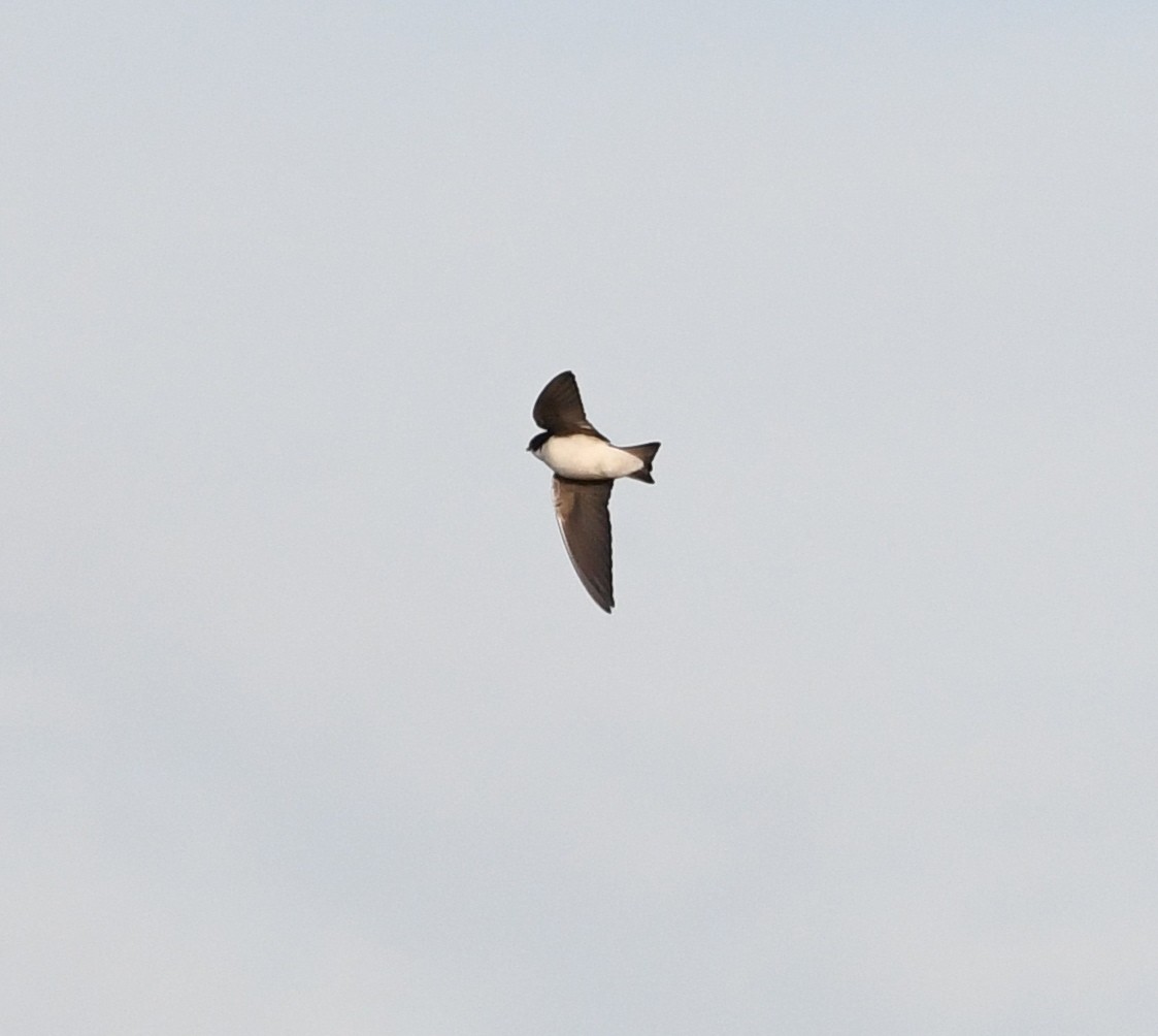 Northern Rough-winged Swallow - Suzanne Zuckerman