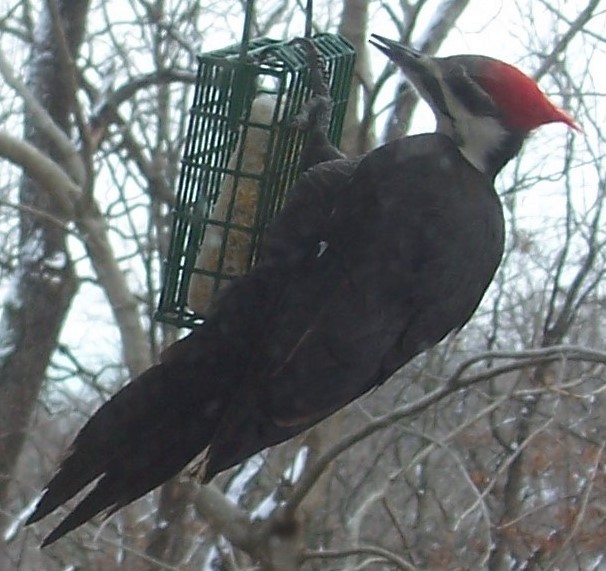 Pileated Woodpecker - Donna Hensley