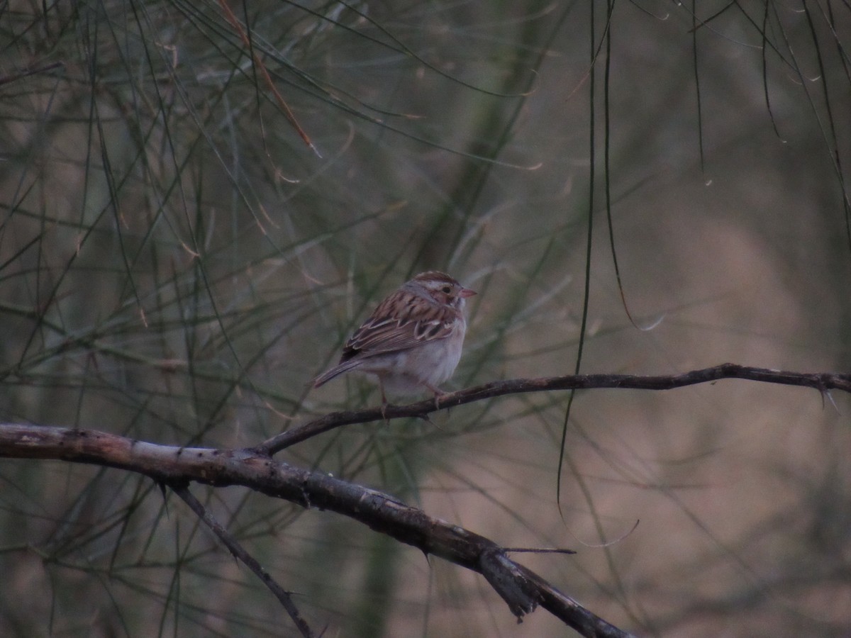 Clay-colored Sparrow - ML80802701