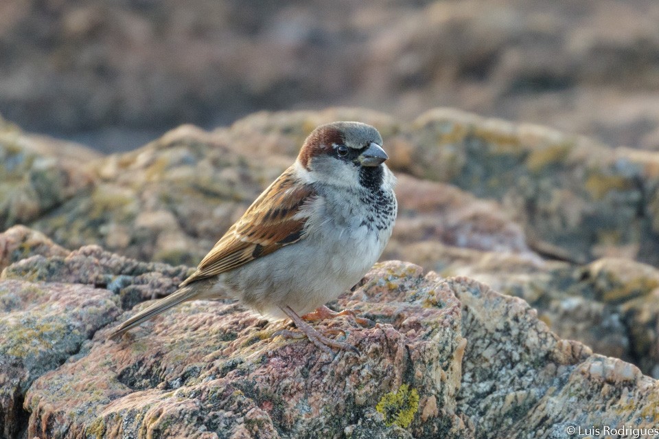 House Sparrow - Luis Rodrigues