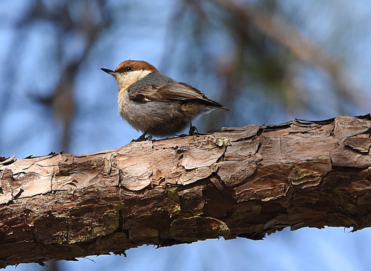 Brown-headed Nuthatch - ML80804051