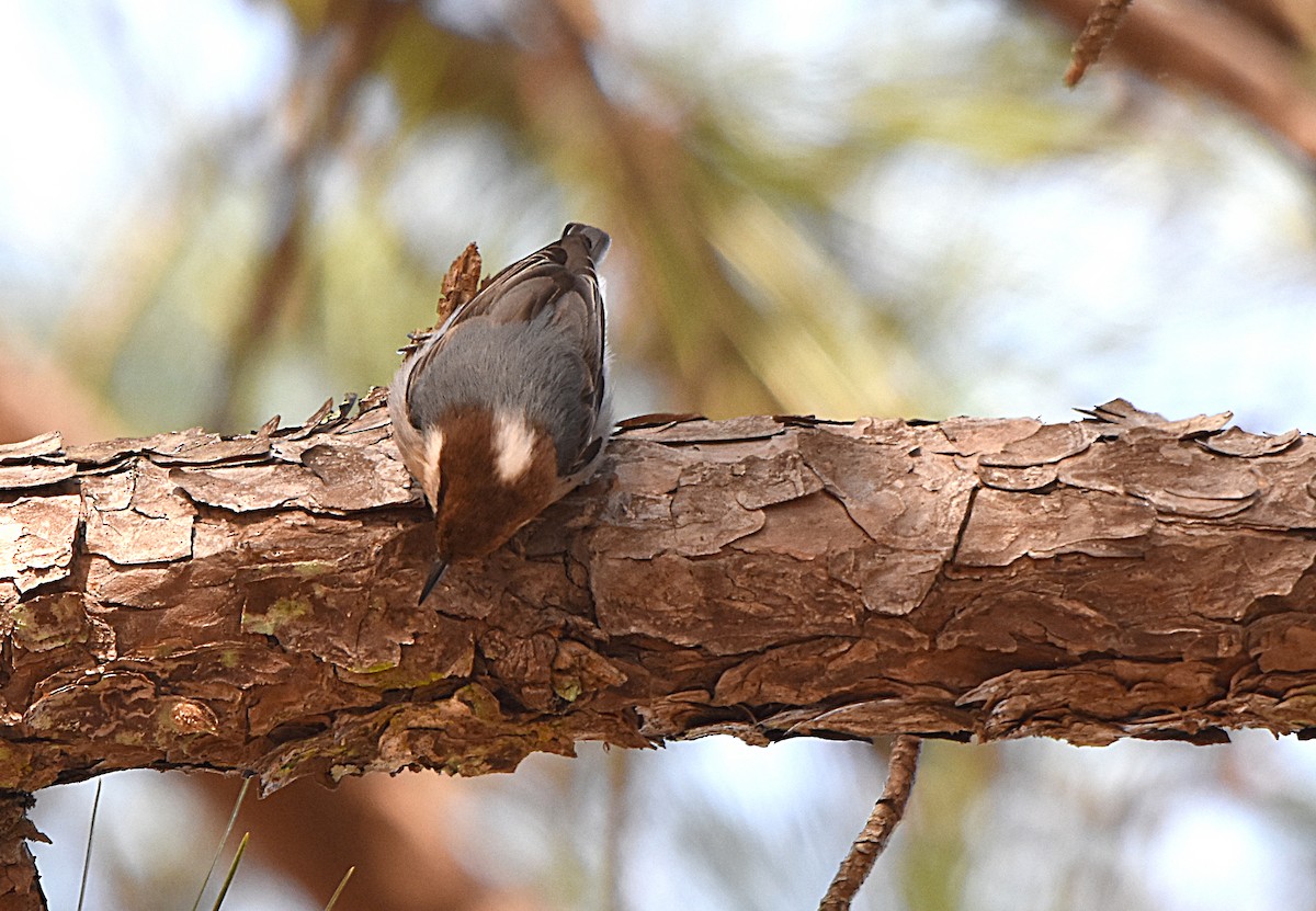 Brown-headed Nuthatch - ML80804081