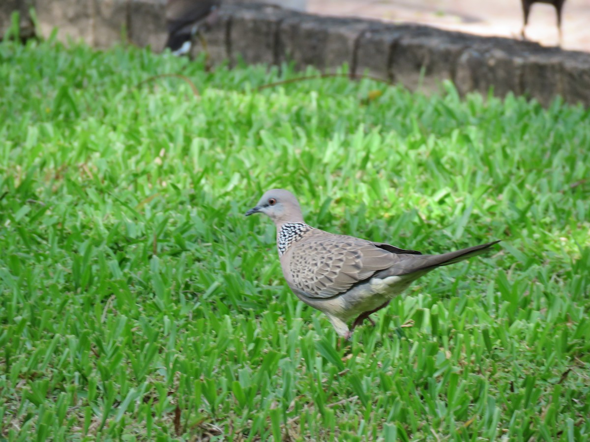 Spotted Dove - Ursula K Heise