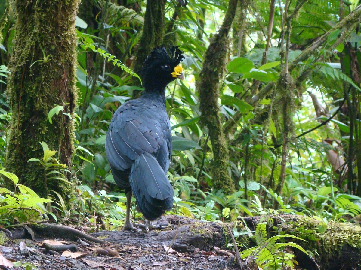 Great Curassow - Steve Patmore