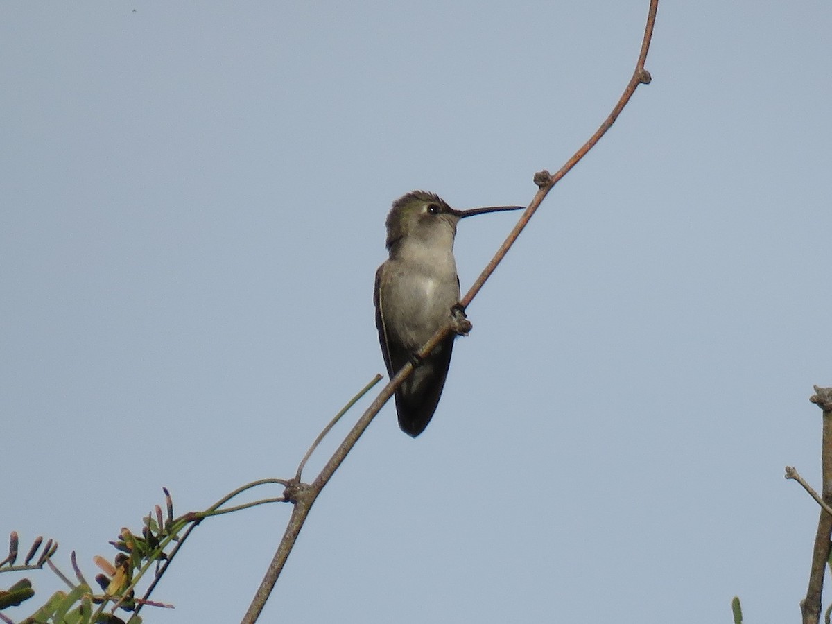 Costa's Hummingbird - ML80811591