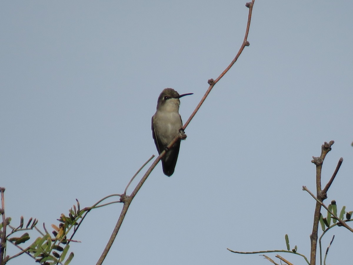 Costa's Hummingbird - ML80811641