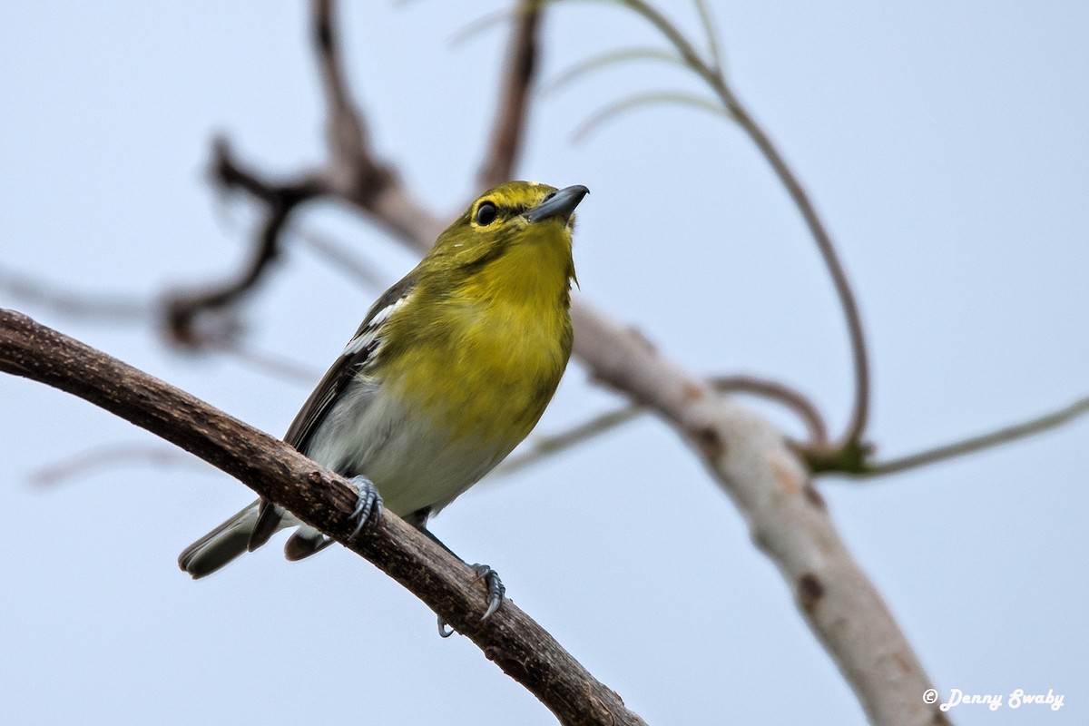 Yellow-throated Vireo - Denny Swaby