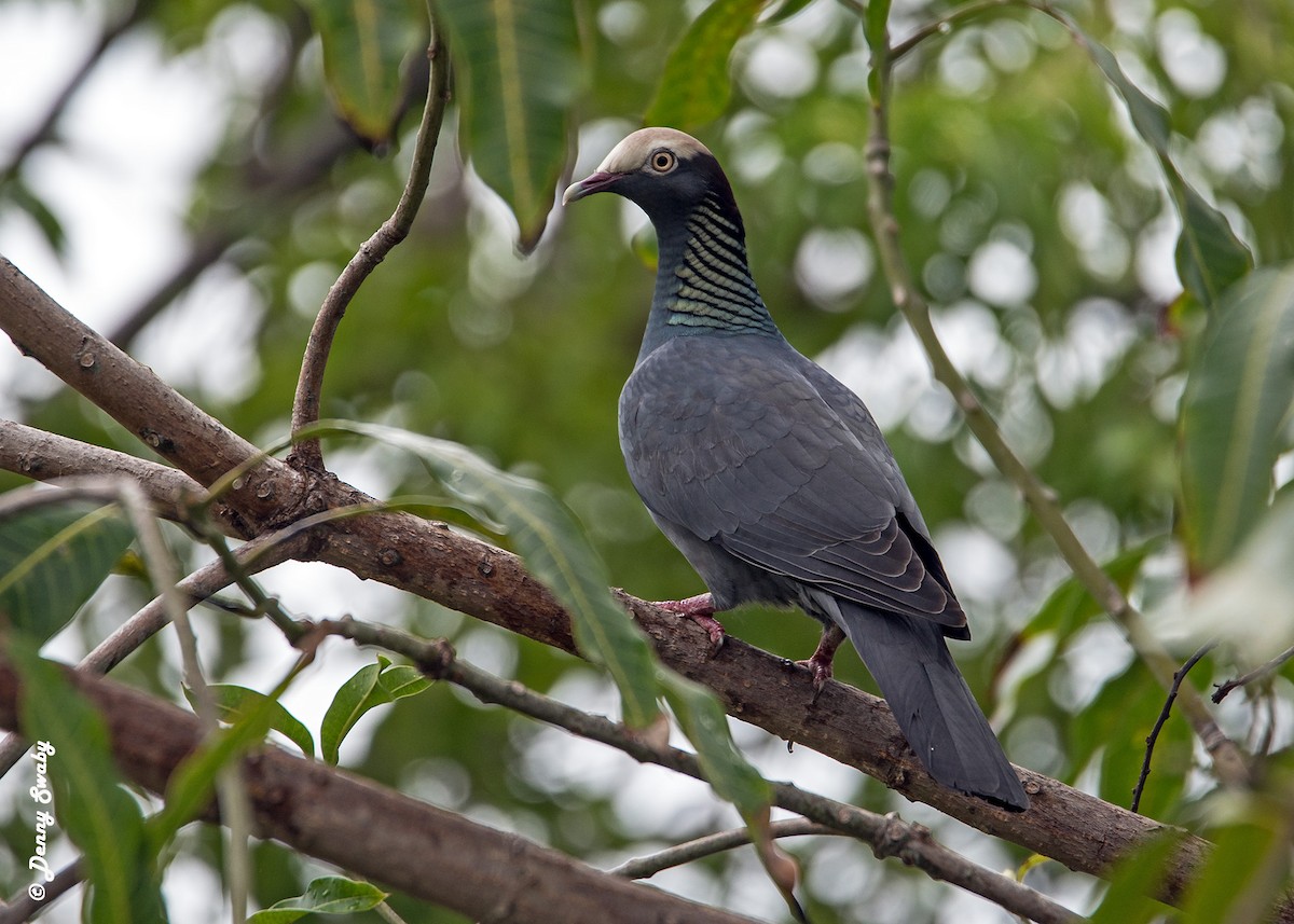 White-crowned Pigeon - Denny Swaby