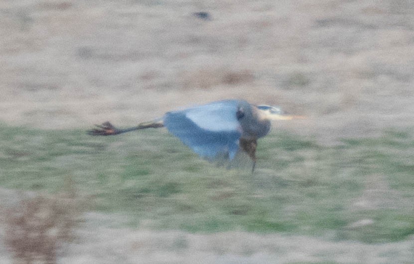 Great Blue Heron - Jordan Broadhead