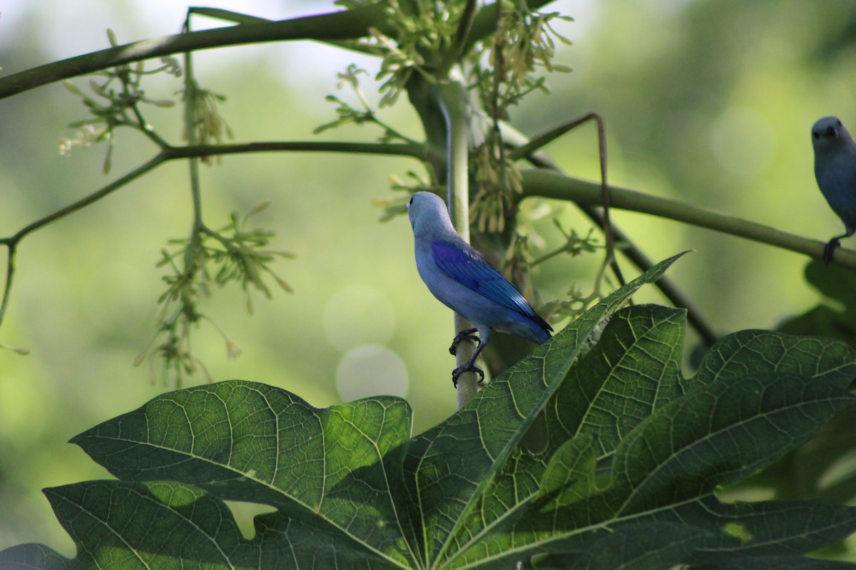 Blue-gray Tanager - ML80814931