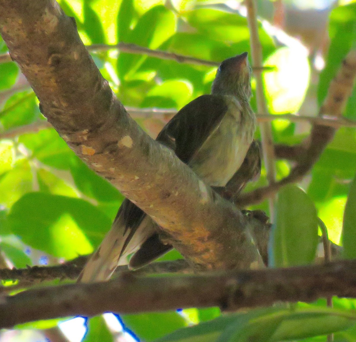 Scaly-throated Honeyguide - Mich Coker