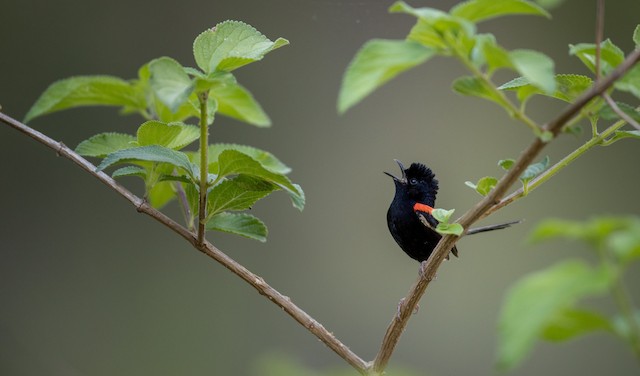 Male singing from bush. - Red-backed Fairywren - 