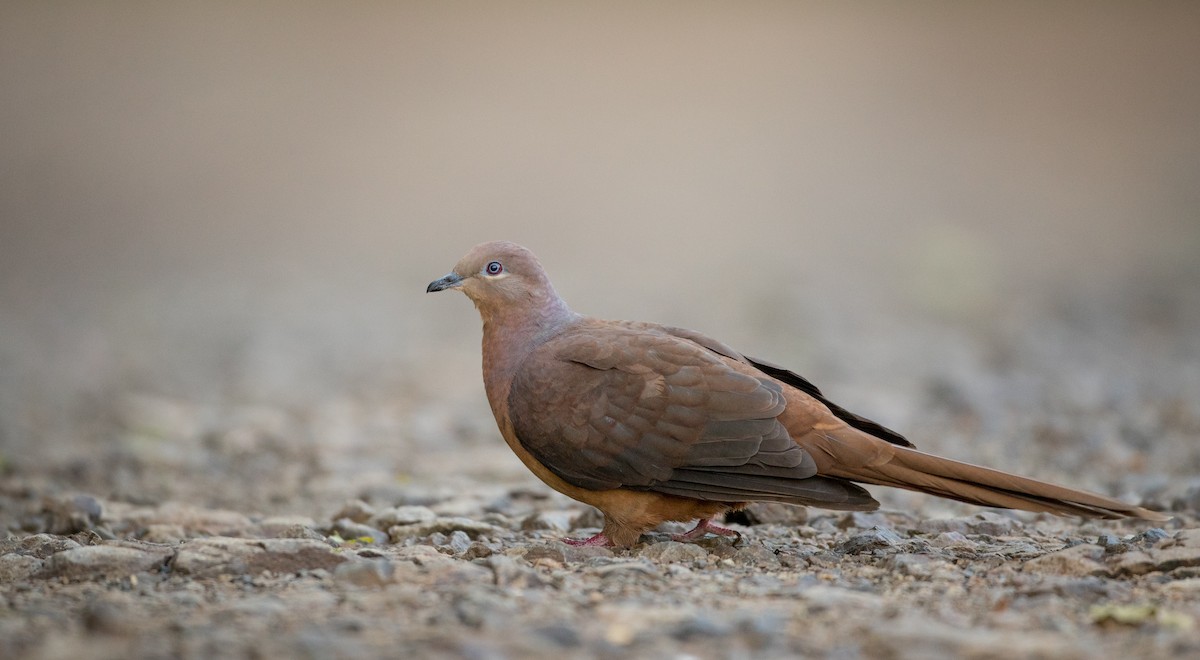 Brown Cuckoo-Dove - ML80822301
