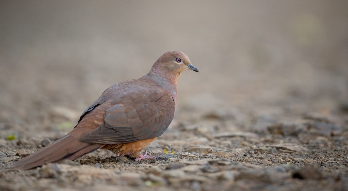 Brown Cuckoo-Dove - ML80822311