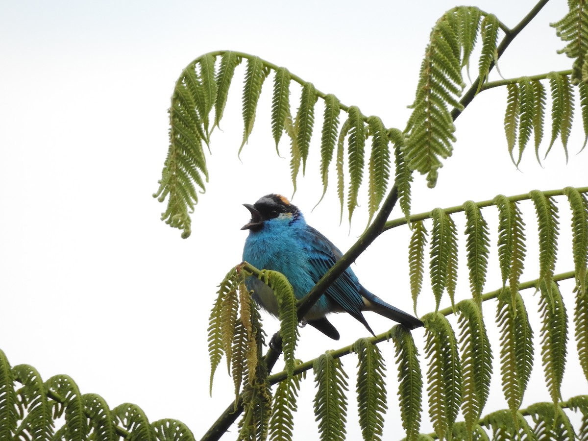 Golden-naped Tanager - ML80825091