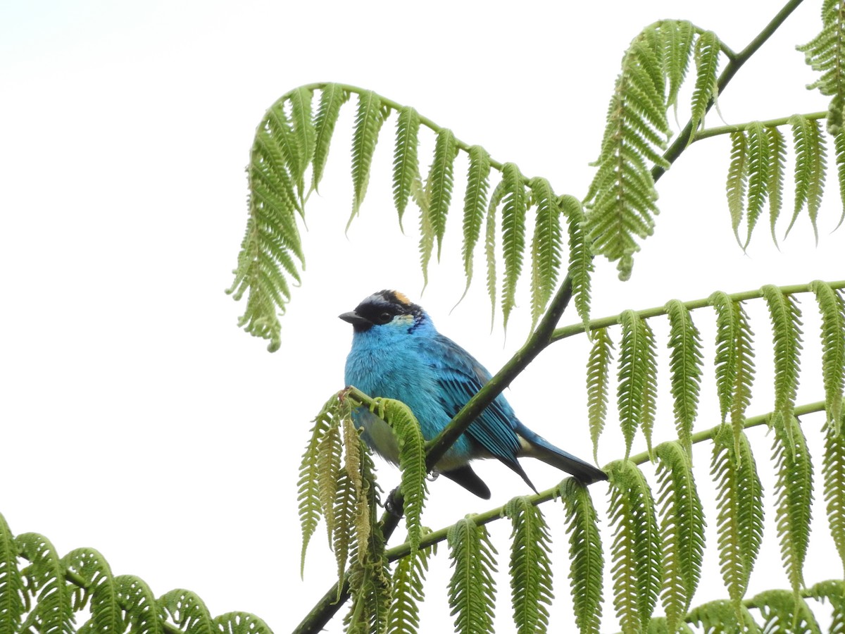 Golden-naped Tanager - ML80825121