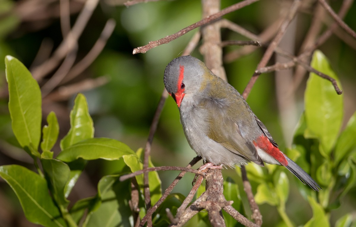 Red-browed Firetail - ML80825651