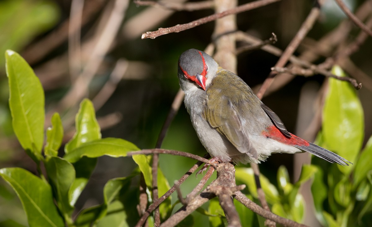 Red-browed Firetail - ML80825971