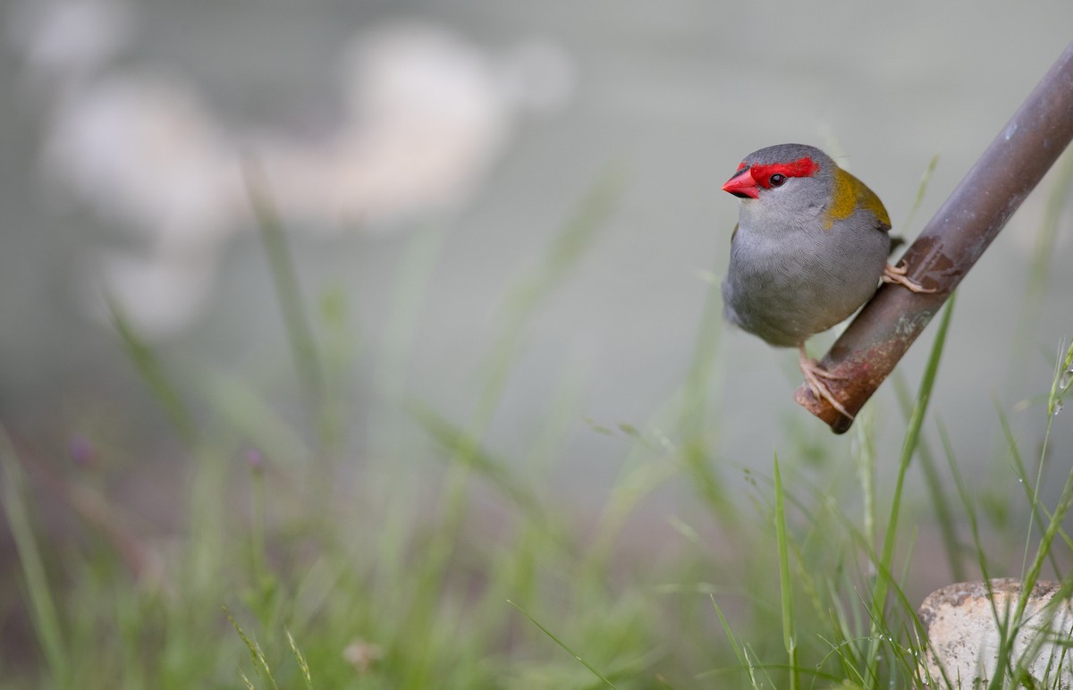 Red-browed Firetail - ML80825981