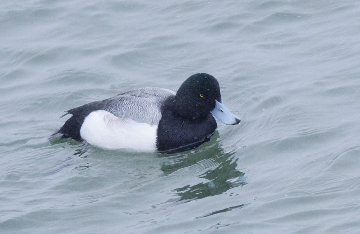Greater Scaup - ML80827821