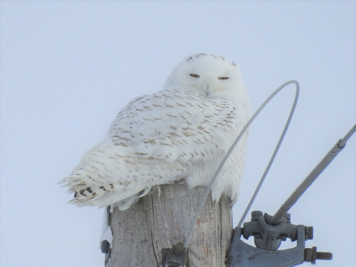 Snowy Owl - ML80829011