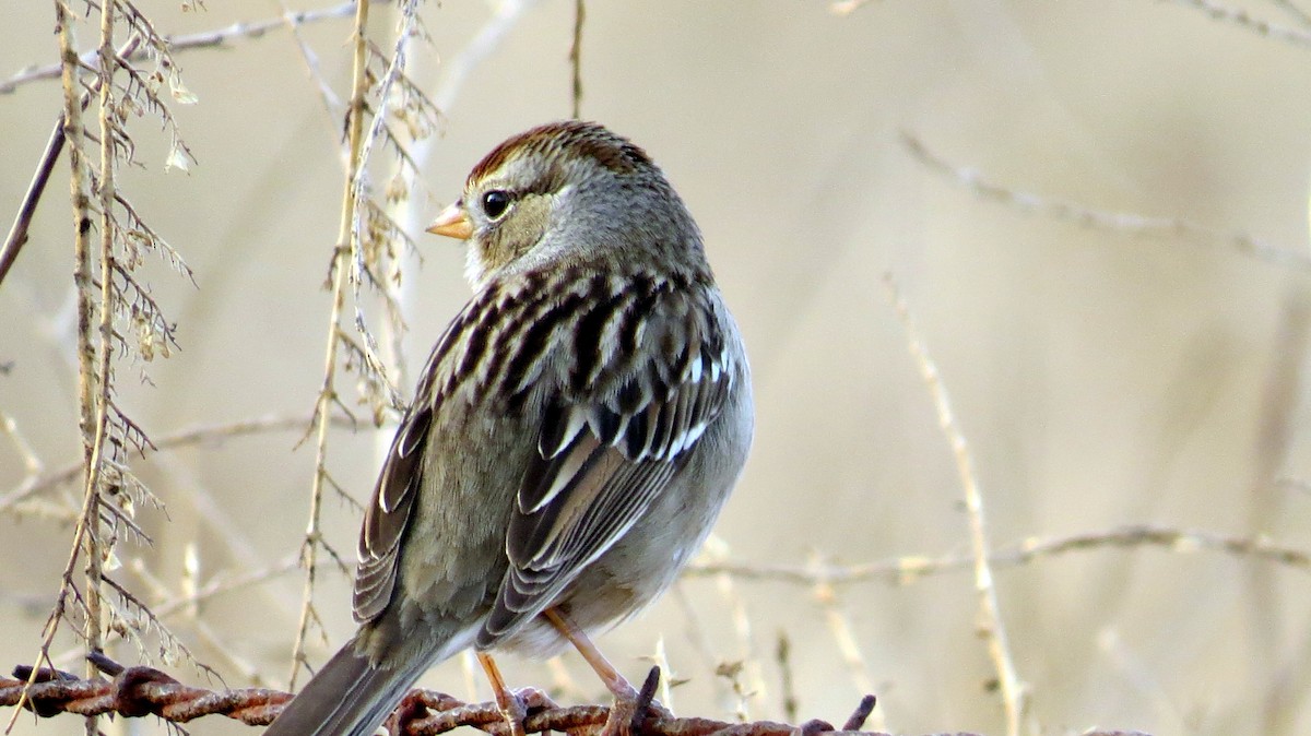 White-crowned Sparrow - ML80831151