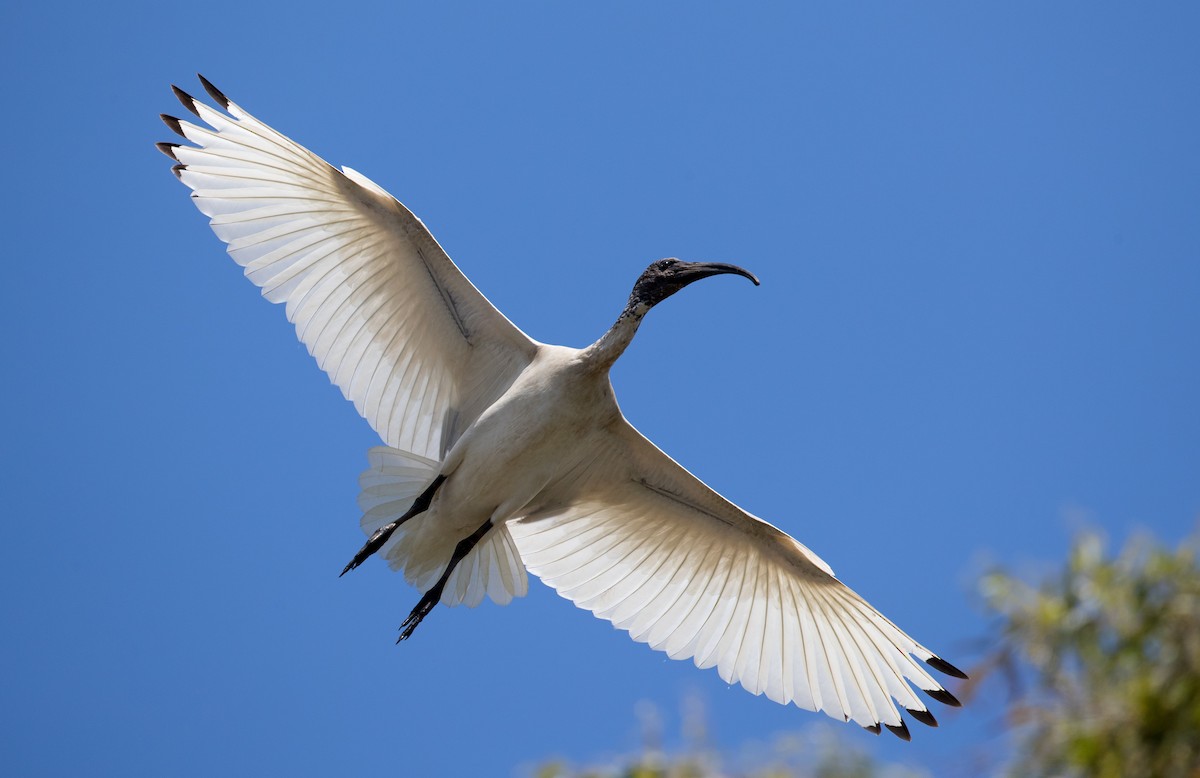 ibis australský - ML80832321