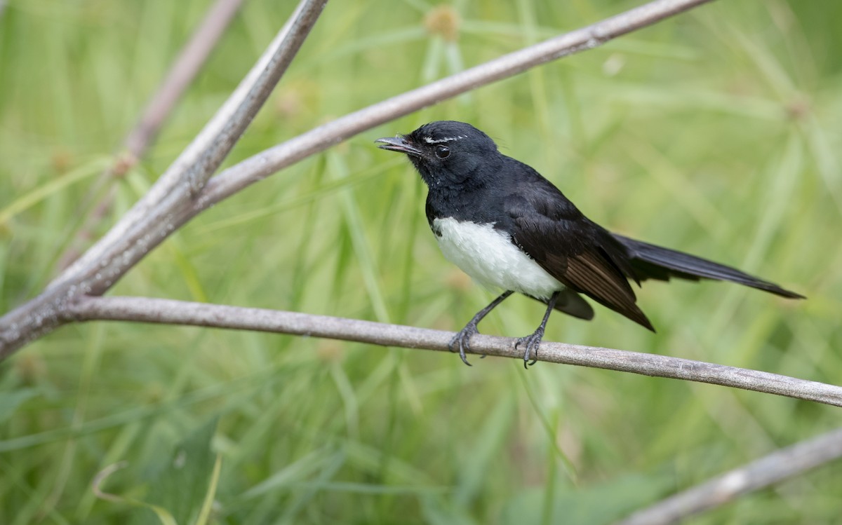 Willie-wagtail - ML80835661
