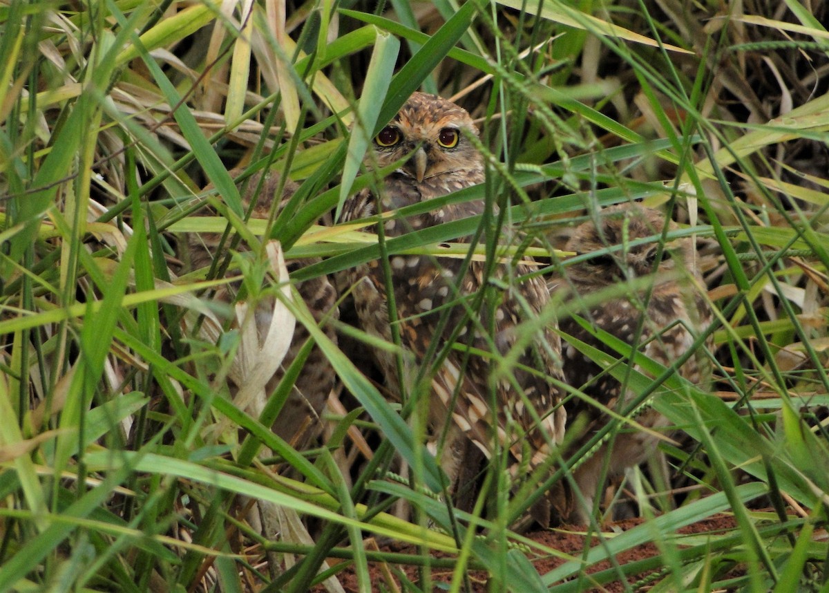 Burrowing Owl - ML80839671