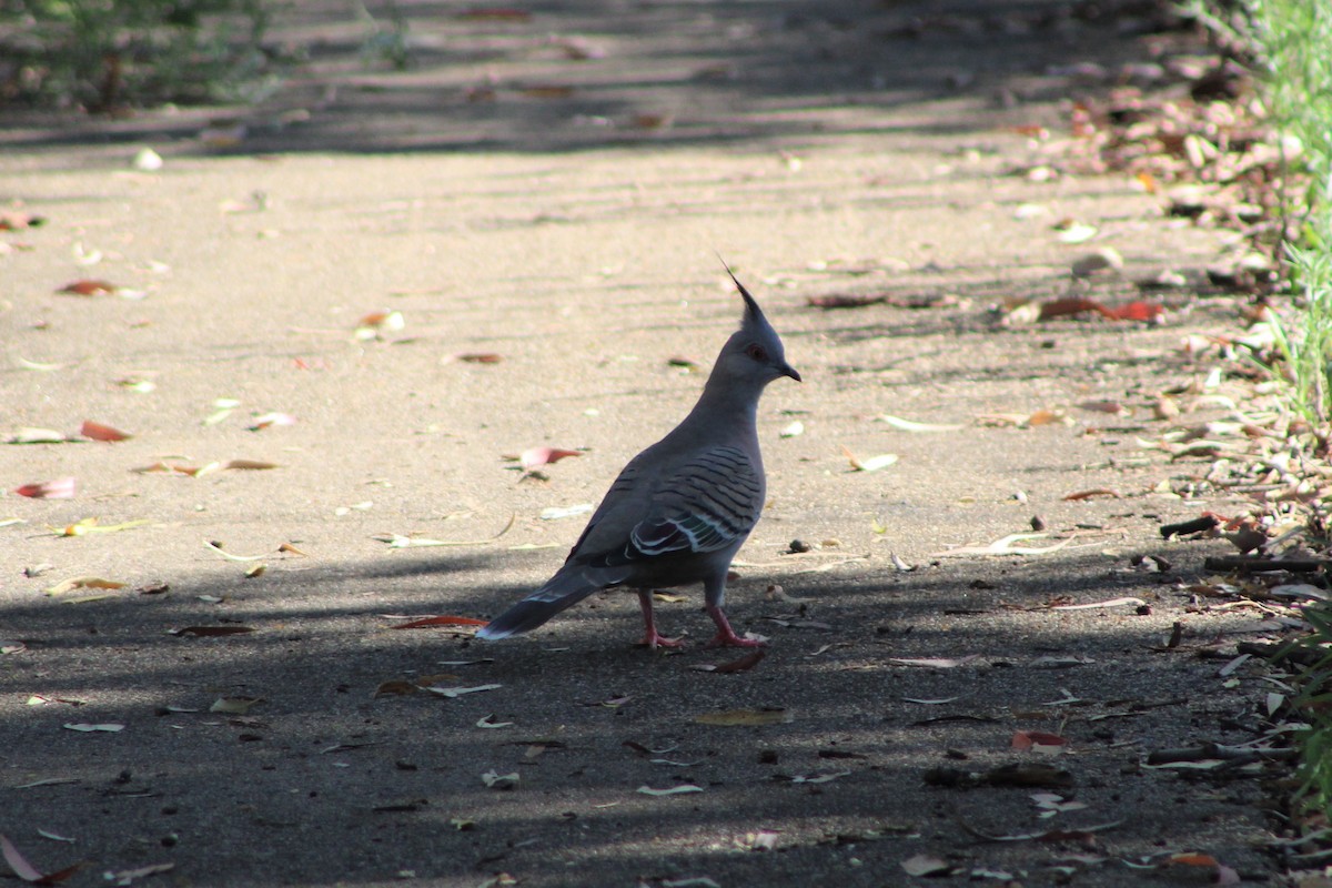 Crested Pigeon - ML80841891