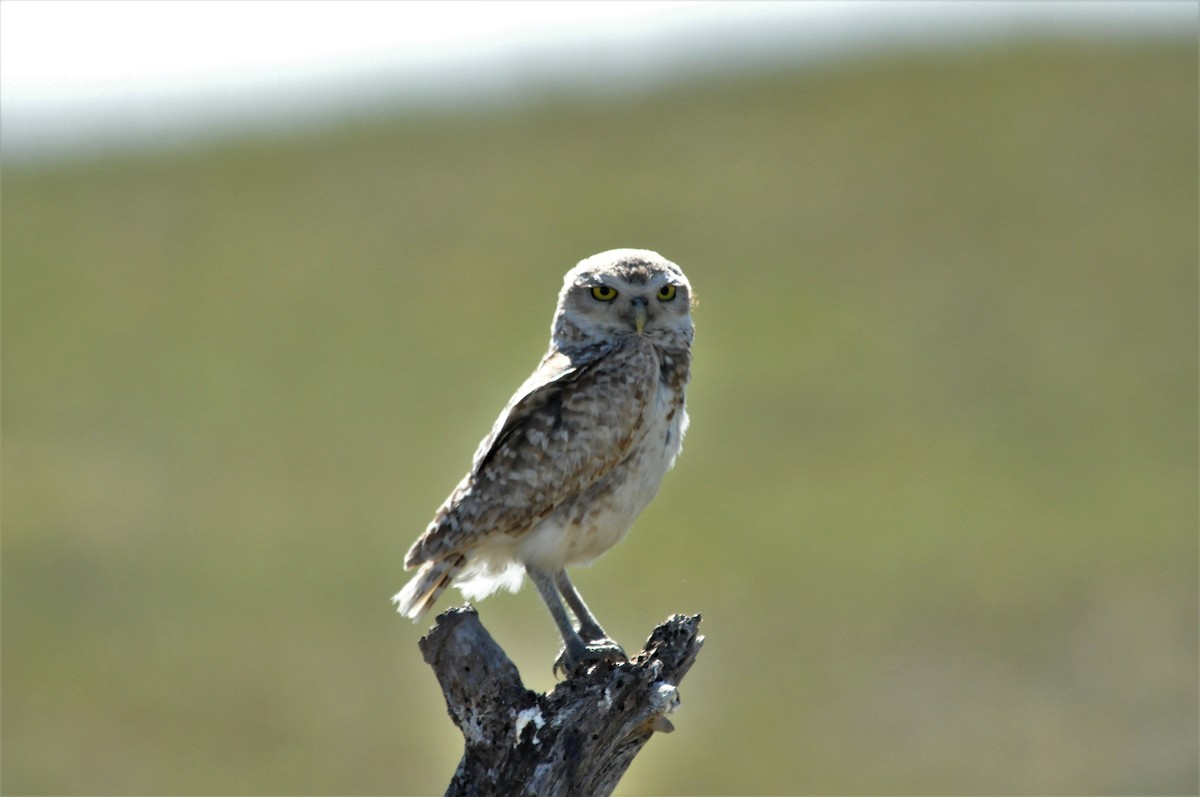 Burrowing Owl - ML80845411